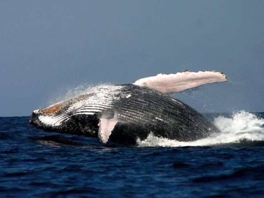 Whales & Waves Villa Hermanus Ngoại thất bức ảnh